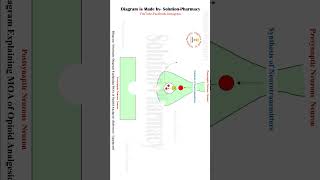 Opioid Analgesic Mechanism of Action Opioid Analgesics  solutionpharmacy [upl. by Acirred]