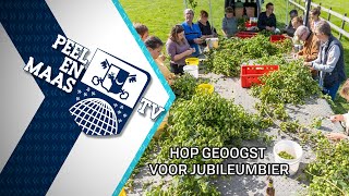 Hop voor jubileumbier geoogst  17 september 2024  Peel en Maas TV Venray [upl. by Onibag119]