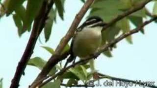 Yellowrumped Tinkerbird  Pogoniulus bilineatus [upl. by Leahicm]