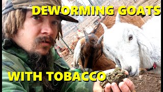 DEWORMING GOATS WITH TOBACCO [upl. by Kessler]