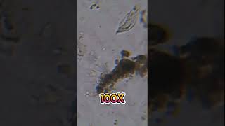 Salive au microscope microscope science biology salive [upl. by Myrtia]