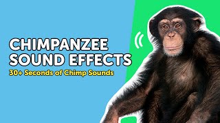 Chimpanzee Sounds 🦧 What Do Chimps REALLY Sound Like [upl. by Airamahs]