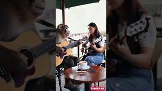 Viral Monyet Main Gitar di Cafe Sama Wanita Cantik empudstudioai empudstudiogrup shorts [upl. by Lek]