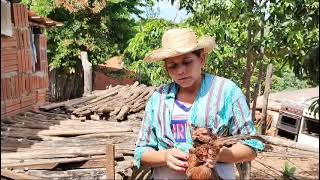 ampliação da criação de suínos e construção de boi digestor [upl. by Gabby]