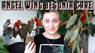 I finally figured out ANGEL WING BEGONIAS 🙌 Care Tips amp Tricks [upl. by Blackmun]