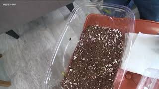 2 the Garden Tips and Tricks for Starting Seedlings [upl. by Nosnehpets]