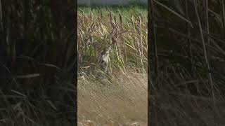 Mule Deer Shedding Velvet [upl. by Galitea]