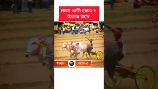 लखन आणि एक्का💥पेडगाव मैदान bailgadisharyat [upl. by Hpejsoj]