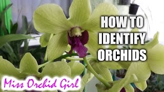 How to identify Orchids [upl. by Gregor712]