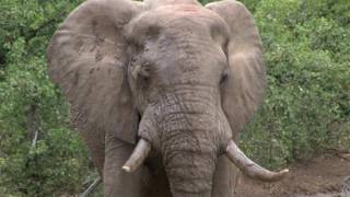 Kruger National Park South Africa  2016 HD Part 1 [upl. by Zerdna]