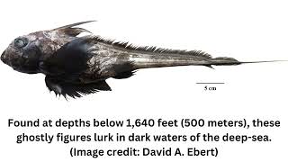 Ghost shark with enormous head and giant iridescent eyes discovered off Thailand [upl. by Adnicaj]