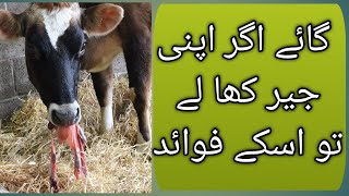 Placenta eating in animals cows  Placentophagy in mammals  گائے کا جیر کھا جانا اور اسکے فوائد [upl. by Rusell]