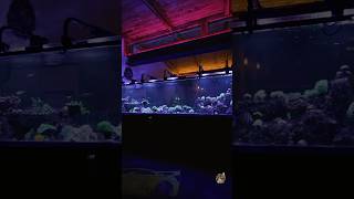 Unterwasserwelt meerwasseraquaristik reef aquarium aquaristik coralreef korallen fishtank [upl. by Mcneil]