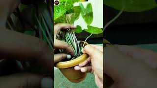 Caladium plant care and propagation shorts youtubeshorts [upl. by Monson215]