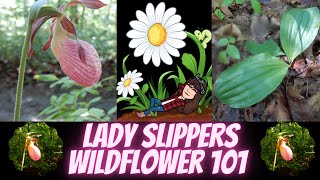 Orchid  Pink Lady Slipper  Cypripedium acaule  Wildflowers 101  Episode 9 [upl. by Ydneh]