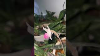 PAPHIOPEDILUM DELENATII orchid lan [upl. by Nereen]