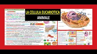 ✅ 📒 LA CELLULA ANIMALE ORGANULI riassunto di tutte le cose imp da sapere x superiori test uni [upl. by Rilda]