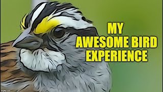 My AWESOME Bird Experience With Whitethroated Sparrows [upl. by Hindu]