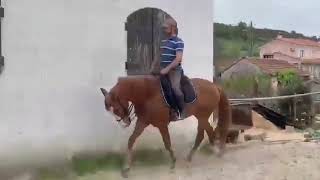 QCUARZO1   images amp info  httpsiberhorsecomproductoqcuarzo [upl. by Gonick]