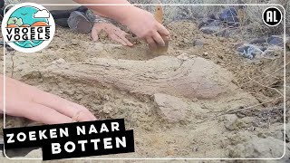 Rockster van de paleontologie vindt triceratops  Radio  Vroege Vogels [upl. by Arten]