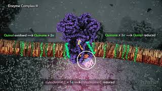 Electron Transport Chain  HHMI BioInteractive Video [upl. by Nylessej]