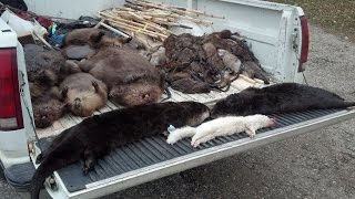 Amazing Otter Trapping Video Crossover sets with 220s [upl. by Crain807]