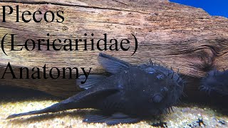 An Ichthyologists Guide to Pleco Loricariidae Anatomy [upl. by Adamsun]