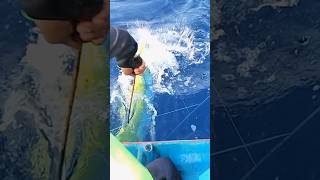 Mahi Mahi Fishing In Hand line Technique 🤩 fishing [upl. by Keen]