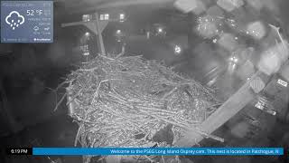 Osprey Cam Live 4K  Patchogue NY [upl. by Ahsinawt]