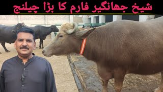 شیخ جہانگیر فارم کا بڑا چیلنج  بوسٹن پر گفتگو  پاک بفیلو ٹی وی [upl. by Ylahtan450]