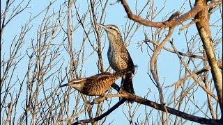 Yucatan Wrens Singing [upl. by Warthman29]