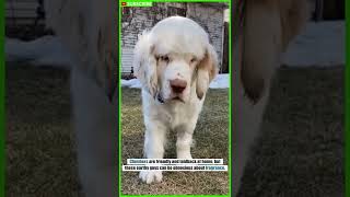 Clumber Spaniel Facts  Amazing Facts shorts [upl. by Egiaf746]