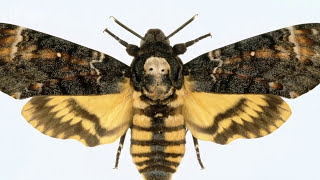 Deathshead hawkmoth  Natural History Museum [upl. by Seely]