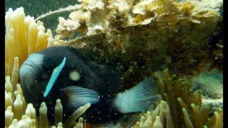 Lord Howe Clownfish Amphiprion mccullochi [upl. by Atirec]