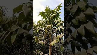 Mahogany tree farming techchampionsaportduetfunny shortvideo tree techchampion comedy memes [upl. by Dnar]