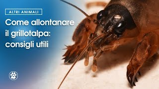 Come allontanare il grillotalpa consigli utili  Amoreaquattrozampeit [upl. by Adnoved]