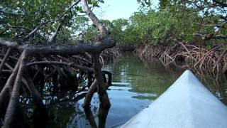 Lucaya Kayak amp Beach Tour  Shore Excursion  NCL [upl. by Yenots797]