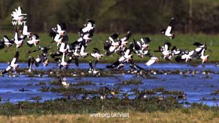 Slow motion  a flock of lapwing flying  WWT [upl. by Ettelracs974]