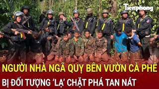 Bản tin thời sự Người nhà ngã quỵ bên vườn cà phê sắp thu hoạch bị đối tượng ‘lạ’ chặt phá tan nát [upl. by Philoo]