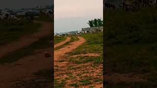 Vetri nichayam Running race🐑🐏🐑🐏🐐🐐sheep runningrace sheepfarming vetrinichayam [upl. by Betti348]