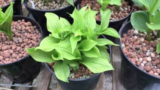 Cypripediums in pots four [upl. by Macario4]