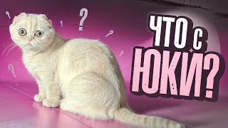 ОБЗОР НА КОТА [upl. by Cynthea]