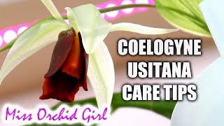 Coelogyne usitana Orchid in bloom amp Care tips [upl. by Ahter265]