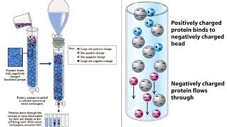 Ion exchange chromatography [upl. by Rexana]