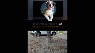 Quizz canin  dogs dogtraining trend viralvideo funny footballshorts dressage chien pets [upl. by Standice]