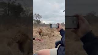 Crazy Lion Fight Right Next to Game Vehicle [upl. by Stuckey]