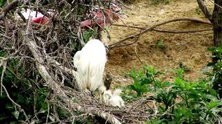 Egret Siblicide Behavior [upl. by Yelrebmik7]