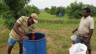 drenching liquid organic manure  mango farm  26 October 2024 [upl. by Owen]