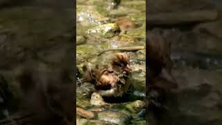 Cute Water Splashing Moment  Sparrow Chill  Bird Behaviour  animals birds life🔥 shorts short [upl. by Davidde]