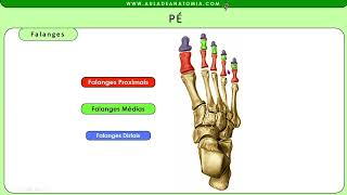 ANATOMIA DOS OSSOS DO PÉ [upl. by Ellennod222]